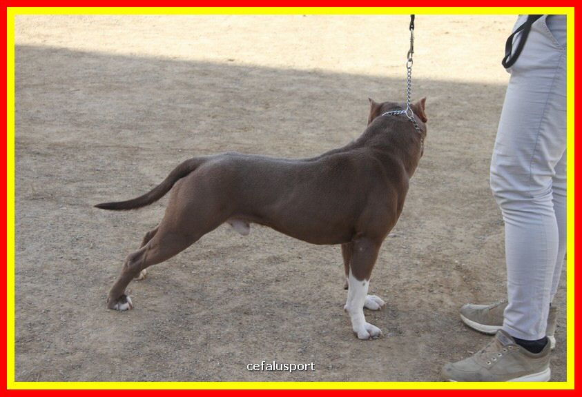 180311 mostra_canina 123.jpg